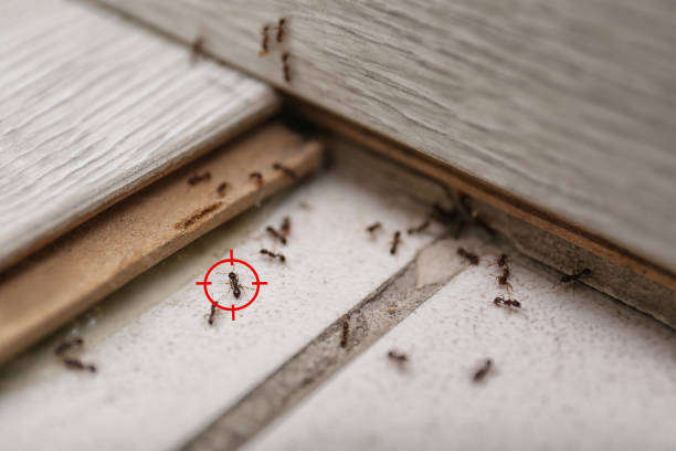 Best Wasp Removal Services  in Riverdale, GA