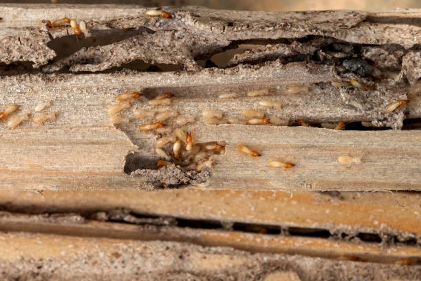 Best Affordable Pest Control Services  in Riverdale, GA
